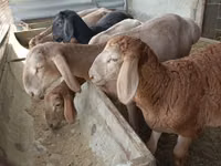 Schaf, Arashan sheep — Foto 6