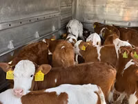 Бұқа, Simmental cattle — 3-сурет