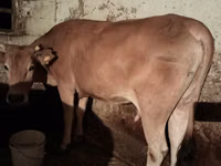 गाय, Latvian Blue cattle — फ़ोटो 3