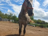 Aygʻir, Altai horse — 4-rasm