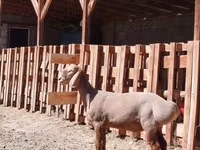 كبش, Rhon sheep — الصورة 3