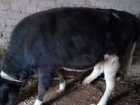 ІҚМ (топ, жынысы көрсетілмеген), Russian Black pied cattle — 4-сурет