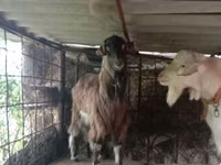 Cabro, Saanen goat — foto 6