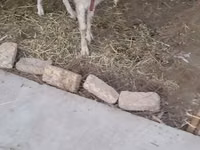 Ziegen (Partie, Geschlecht nicht angegeben), Saanen goat — Foto 1