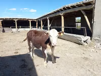 Vaca, Simmental cattle — foto 4