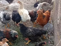 Chickens — 5-rasm