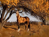 Aygʻir, Akhal-Teke — 2-rasm