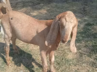 Ziege, Nubian Goat — Foto 3