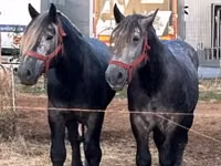 Hengst, Percheron — Foto 3