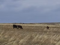 Cattle (batch, sex not specified), Cattle — photo 5