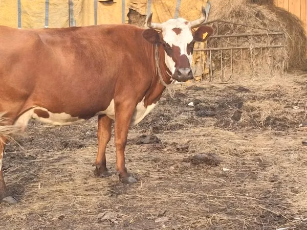 母牛, Simmental cattle — 哈萨克斯坦
