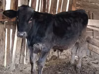 Bulle, Swiss cattle — Foto 1