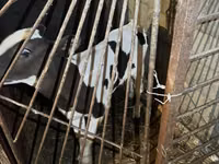 Vaca, Russian Black pied cattle — foto 6