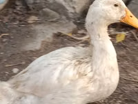 Ducks — Foto 6