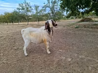 Ziegenbock, Boer goat — Foto 3