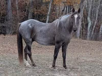 Horse (M), Palomino — photo 3
