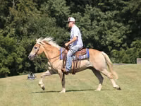 Hengst, Haflinger — Foto 4