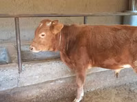 Toro, Ganado vacuno — foto 3