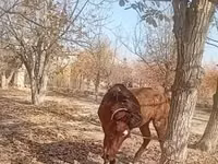 Caballos (lote, sexo no especificado), Caballos — foto 2