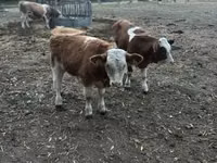 公牛, Simmental cattle — 照片 3