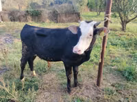 Toro, Raza rojo-moteada — foto 6