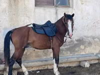 Caballos (lote, sexo no especificado), Caballos — foto 1