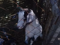 Ziege, Alpine goat — Foto 1