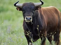 母牛, Russian Black pied cattle — 照片 7