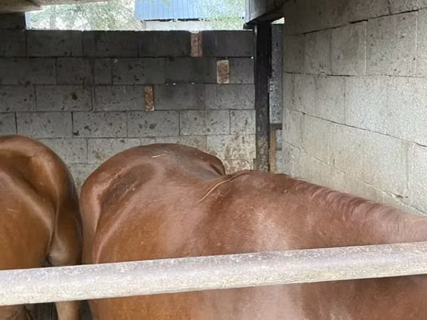 घोड़ा, Kazakh horse