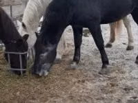 Horse (M), Lipizzaner — photo 5