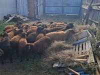 كبش, Edilbay sheep — الصورة 5