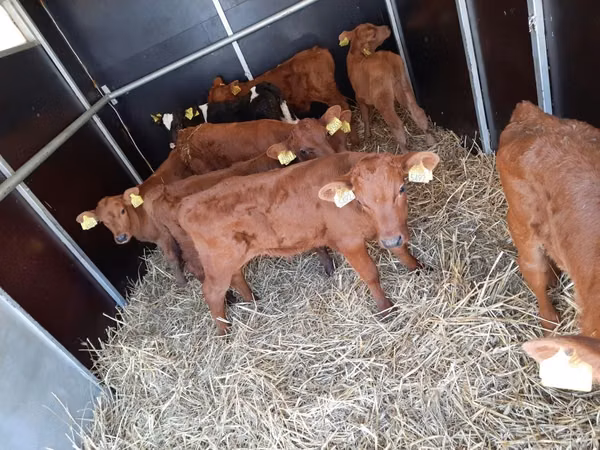 Rinder (Partie, Geschlecht nicht angegeben), Limousin-Kuh