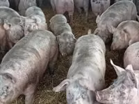 Schweine (Partie, Geschlecht nicht angegeben) — Foto 2