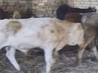 公牛, Simmental cattle — 照片 2