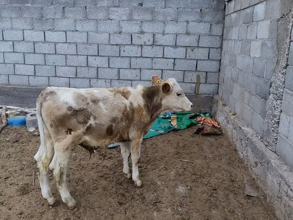 Bulle, Simmental cattle