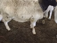 Sheep, Dorper sheep — photo 6