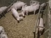 Schweine (Partie, Geschlecht nicht angegeben), Schweine — Foto 1