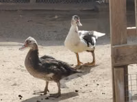 Turkeys — Foto 7