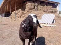 Carnero, Edilbay sheep — foto 3