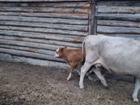 Уй, Сиырлар — сүрөт 2