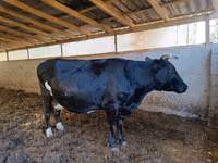 Kuh, Russian Black pied cattle — Foto 3
