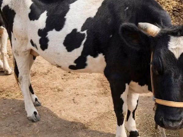 गाय, Russian Black pied cattle — कज़ाखस्तान
