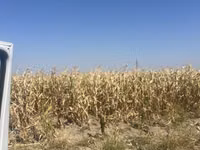 Жугору сорт Ала-тоо месный рушеный кургак 100 тоннага чейин бар баасы — сүрөт 1