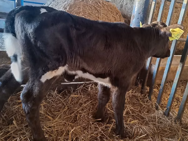 Kuh, Russian Black pied cattle