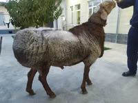 Қошқар, Қойлар — 3-сурет