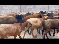 भेड़, भेड़ — फ़ोटो 2
