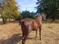 Yegua, Standardbred — foto 4