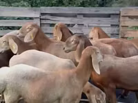 Schaf, Arashan sheep — Foto 2