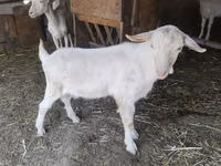 Goat, Saanen goat — photo 4