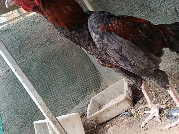 Chickens — Usbekistan